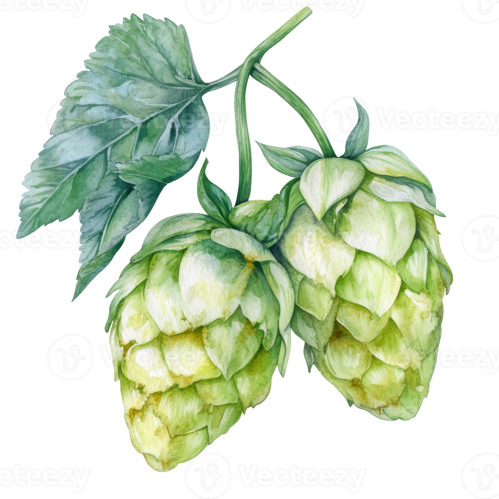 Fresh green hops on a vine ready for harvest transparent png