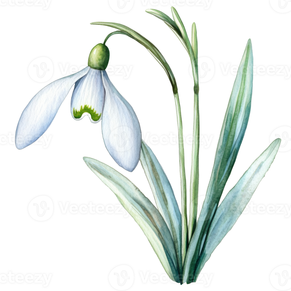 Snowdrop blooms in spring garden transparent png