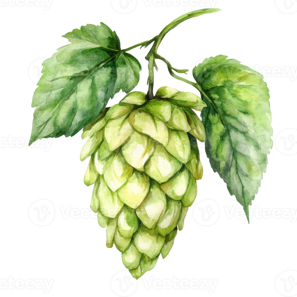 Fresh green hop cone and leaves illustration transparent png