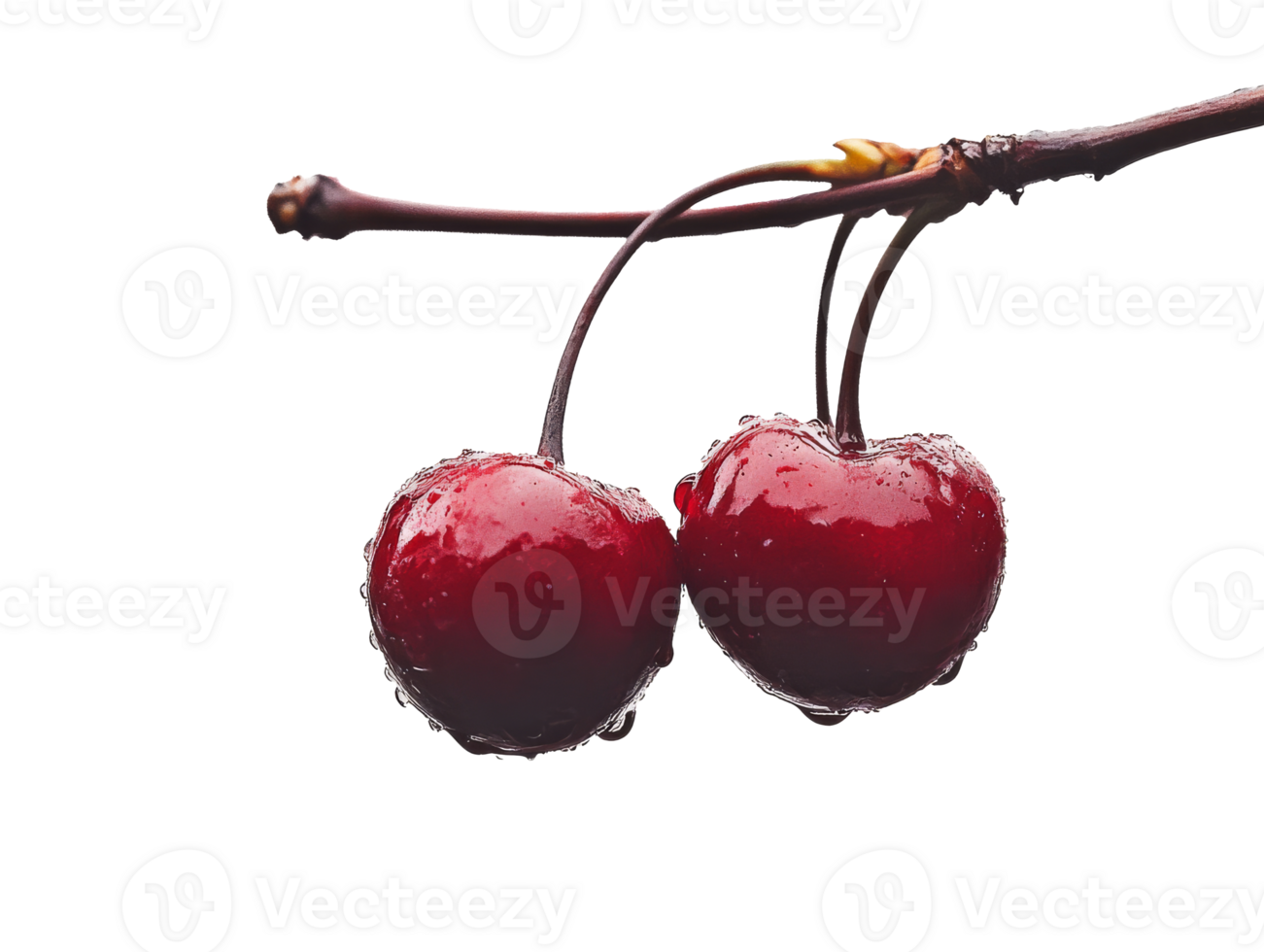 Fresh cherries with water droplets on branch transparent png
