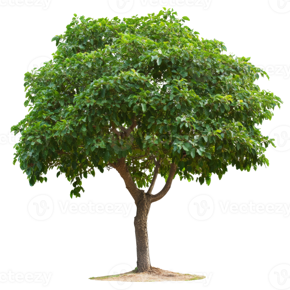 Lush green tree standing alone in a sunny field transparent png