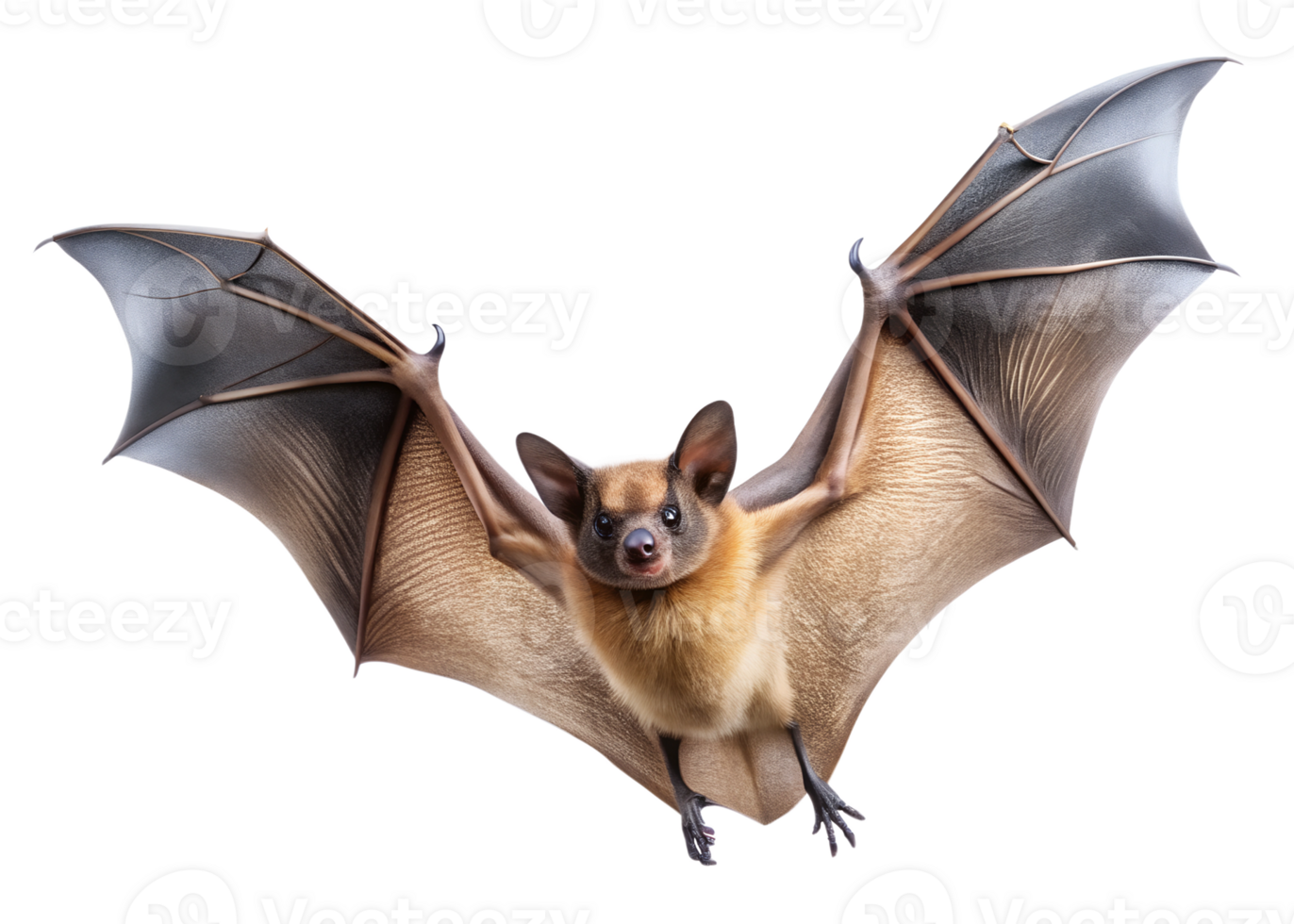 Bat in flight showcasing its wings and anatomy png