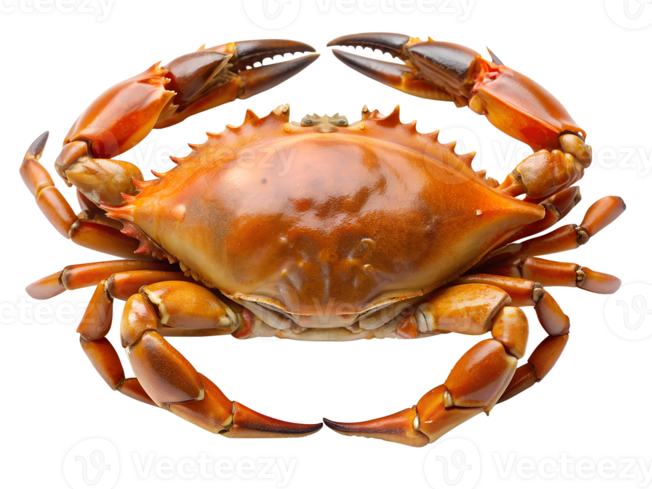 Freshly cooked crab from the ocean ready to eat png