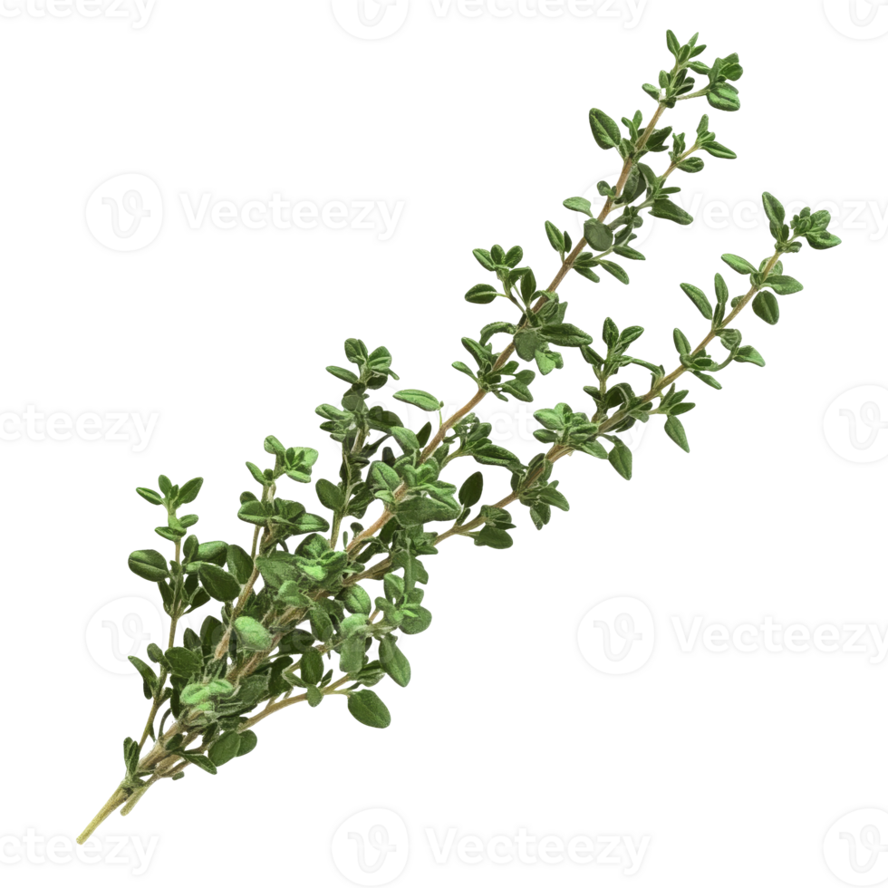 Fresh thyme sprigs arranged on a white background png