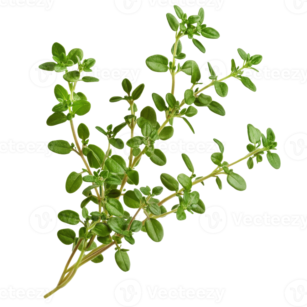 Fresh green thyme with vibrant leaves and stems png