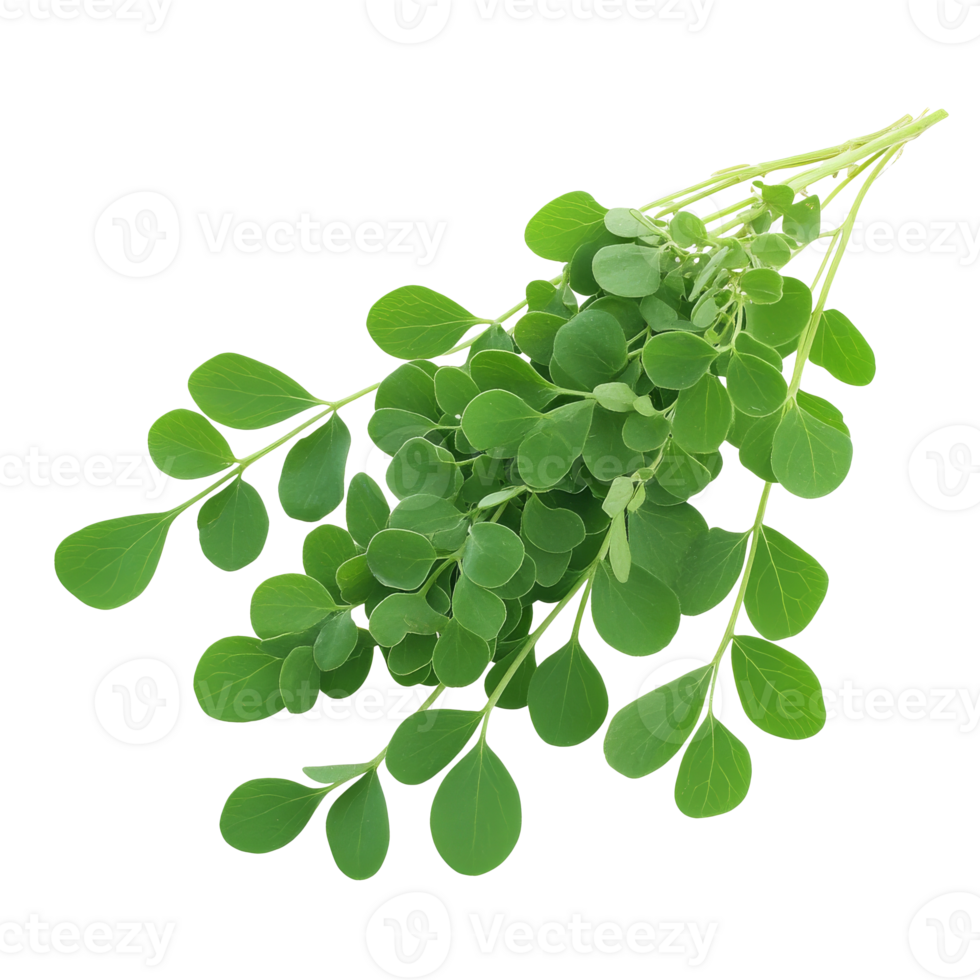 Fresh moringa leaves gathered from the garden png