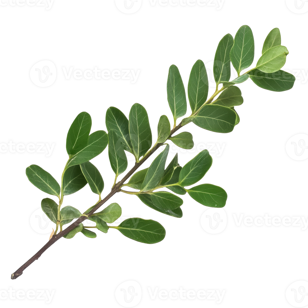 Green leafy branch from a shrub in natural light png