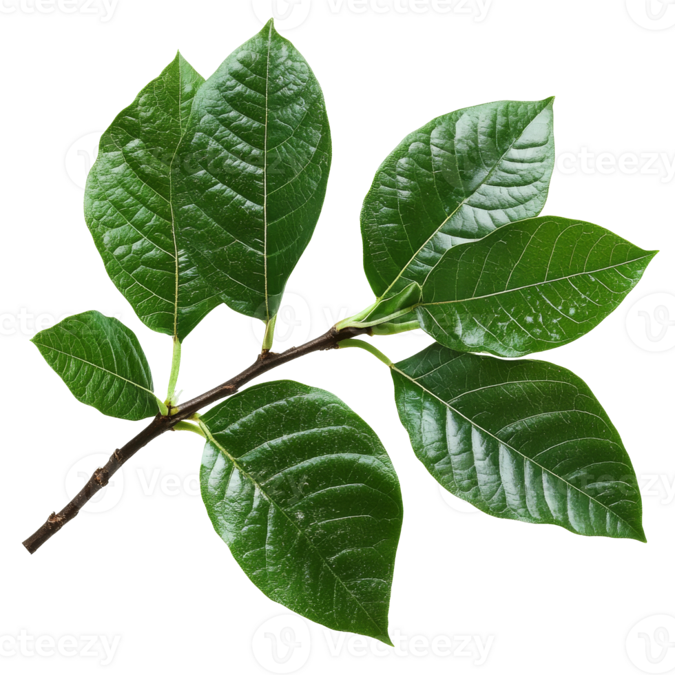 Fresh green leaves on a branch captured in detail png