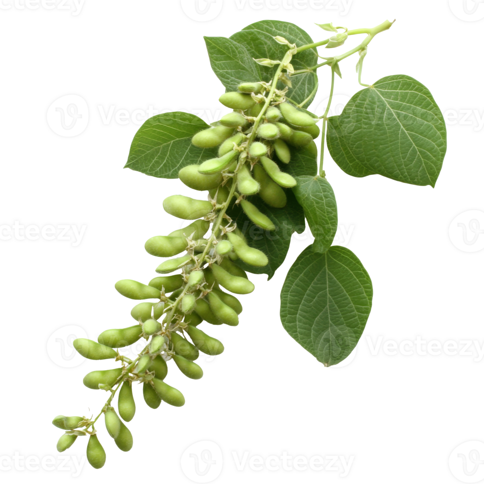 Green soybean pods on a branch png
