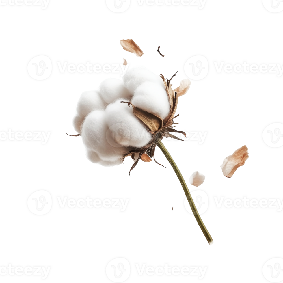 Fluffy cotton bolls on white background png