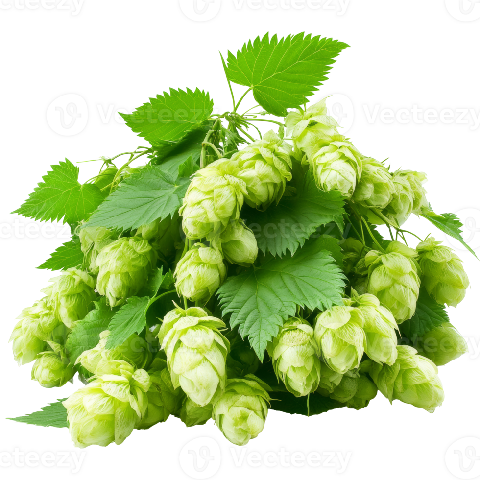 Freshly harvested hops ready for brewing in autumn png