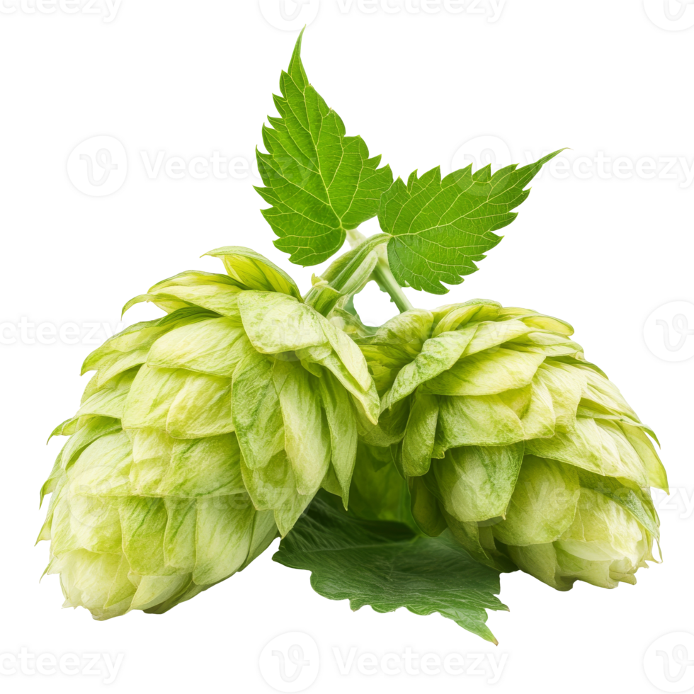 Fresh green hop cones with lush leaves on display png