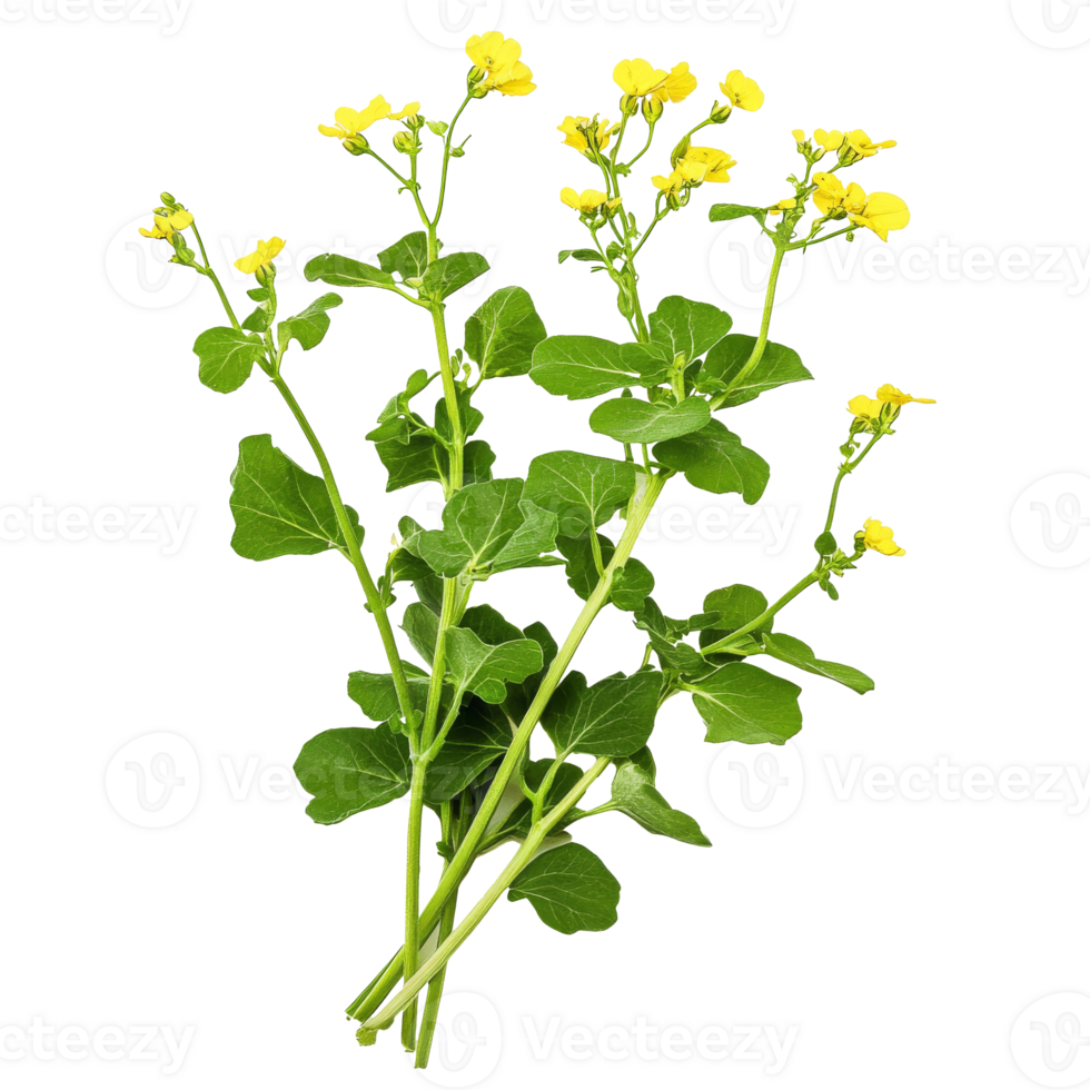 Vibrant yellow flowers with green leaves in garden png