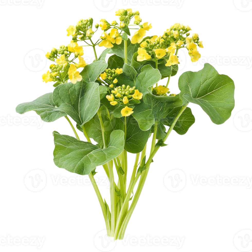 Spring greens with yellow blossoms png