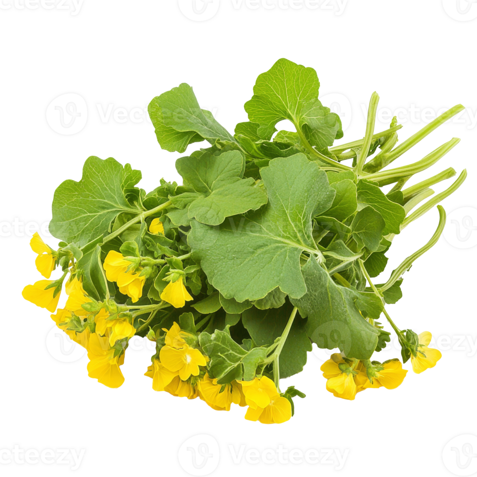 Fresh mustard greens with yellow flowers displayed png