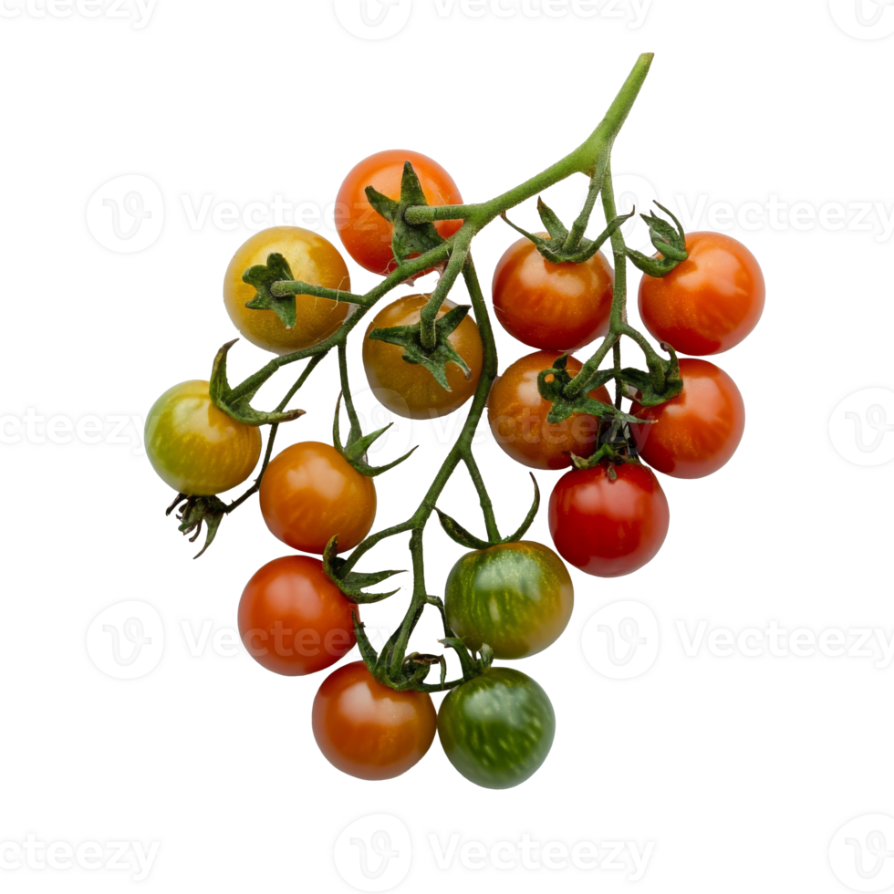 Freshly picked colorful cherry tomatoes on a vine png