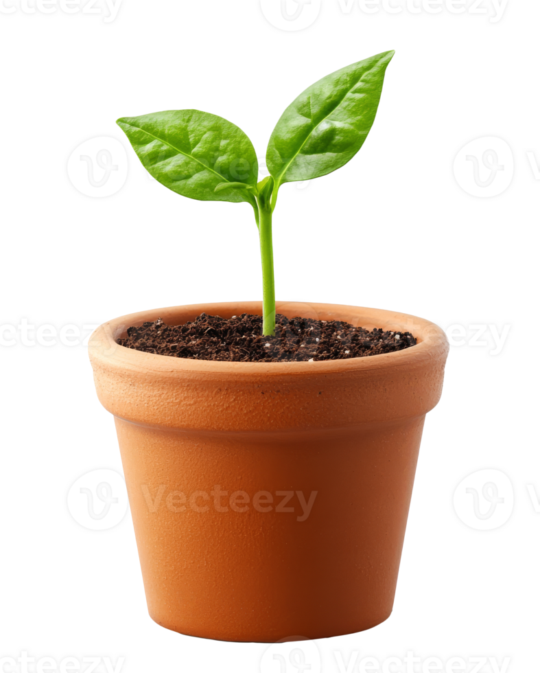 Young plant sprout growing in a terracotta pot png