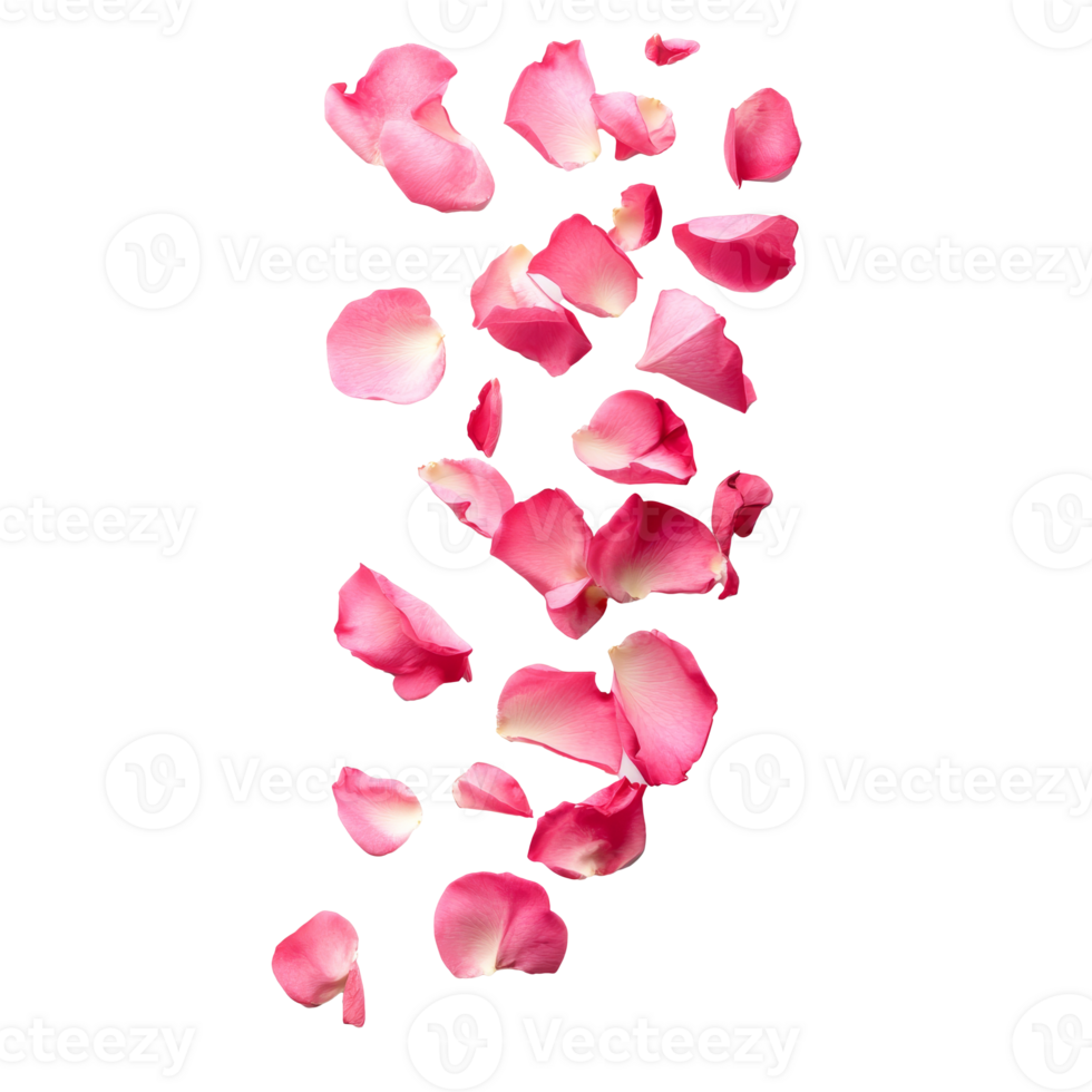 Pink rose petals fall on white png