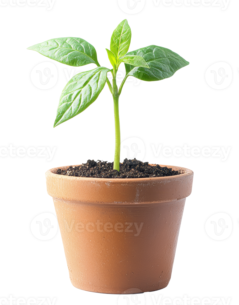 Young plant in clay pot on bright surface png