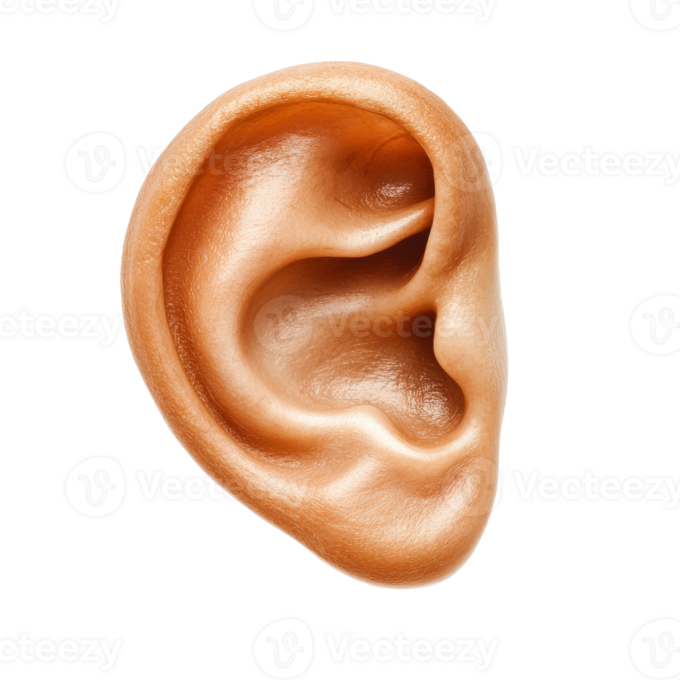 Realistic ear model on white background png