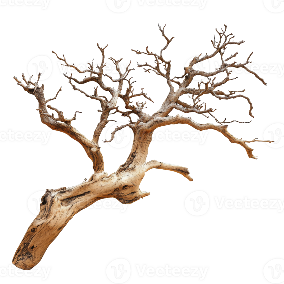 Unique twisted tree branch with intricate texture png