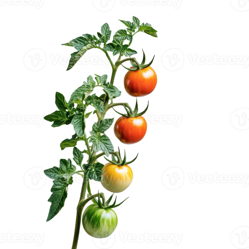 Ripe tomatoes growing on a vine in daylight png