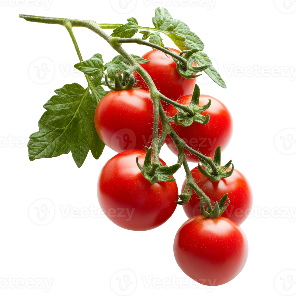 Sunlit vine ripened tomatoes png
