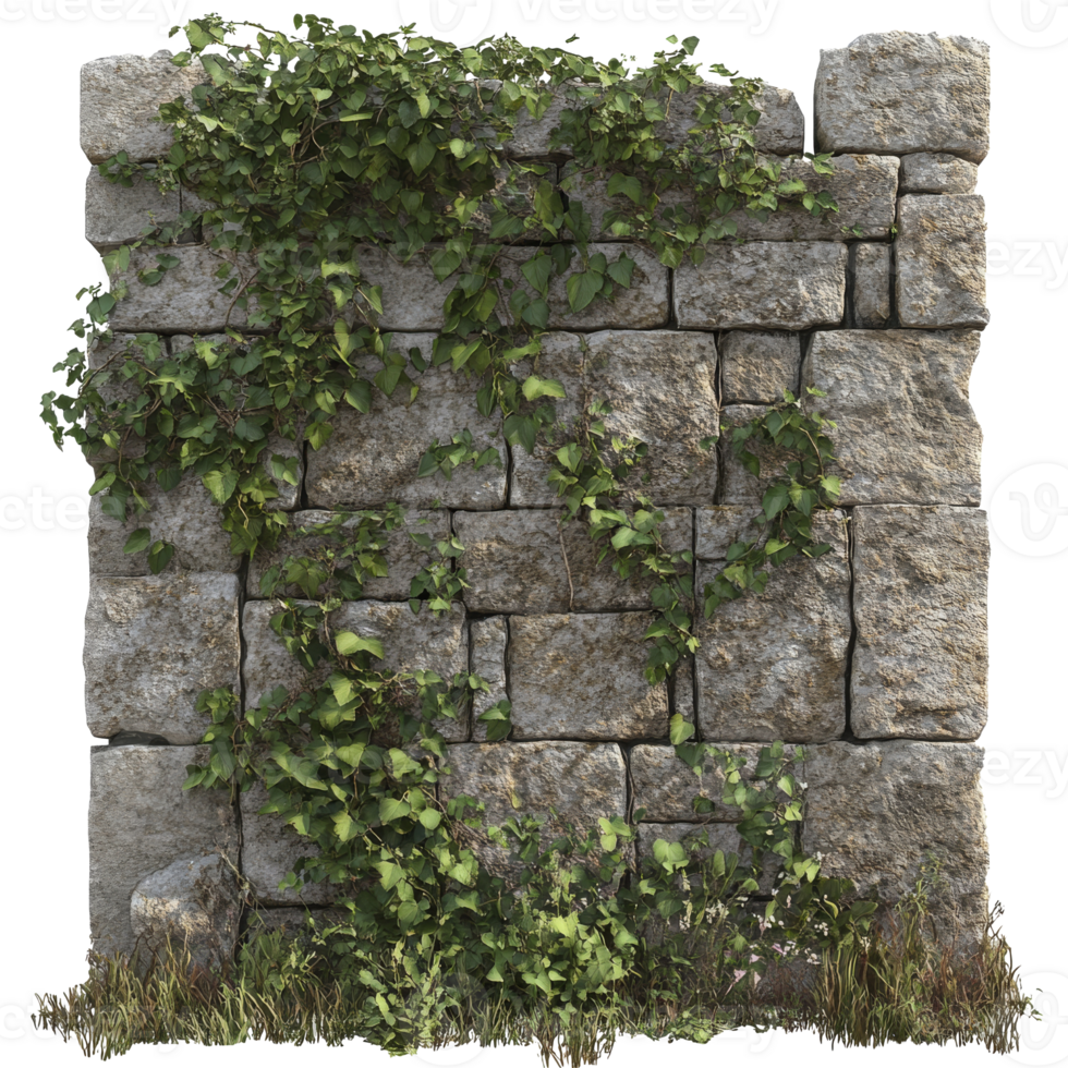 Ancient stone wall covered in green ivy in nature png
