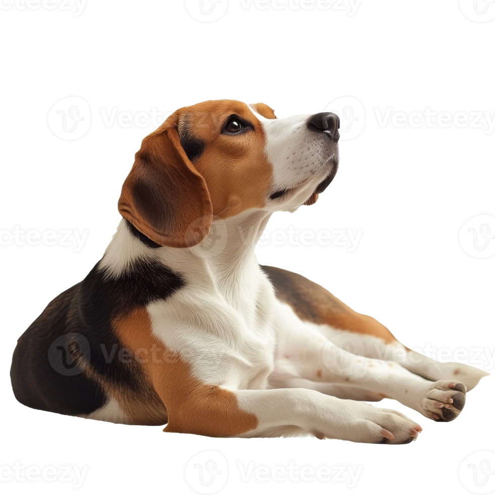 Beagle lying gracefully against a plain backdrop png