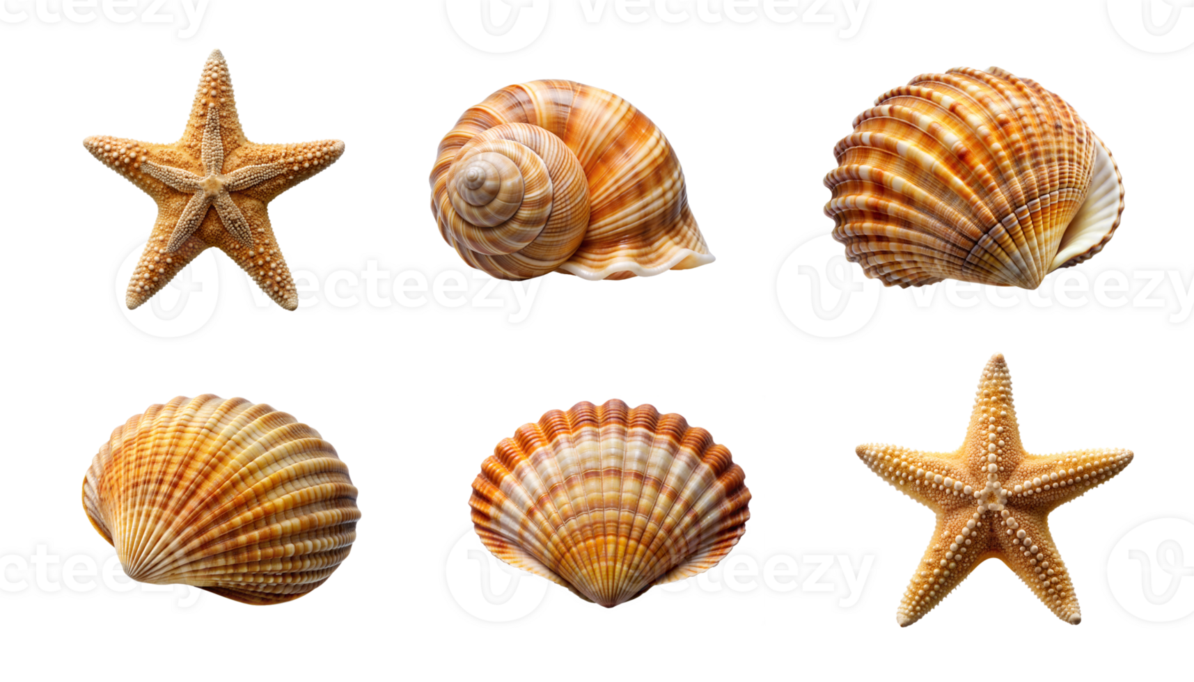 Shells and starfish collection on a white backdrop png