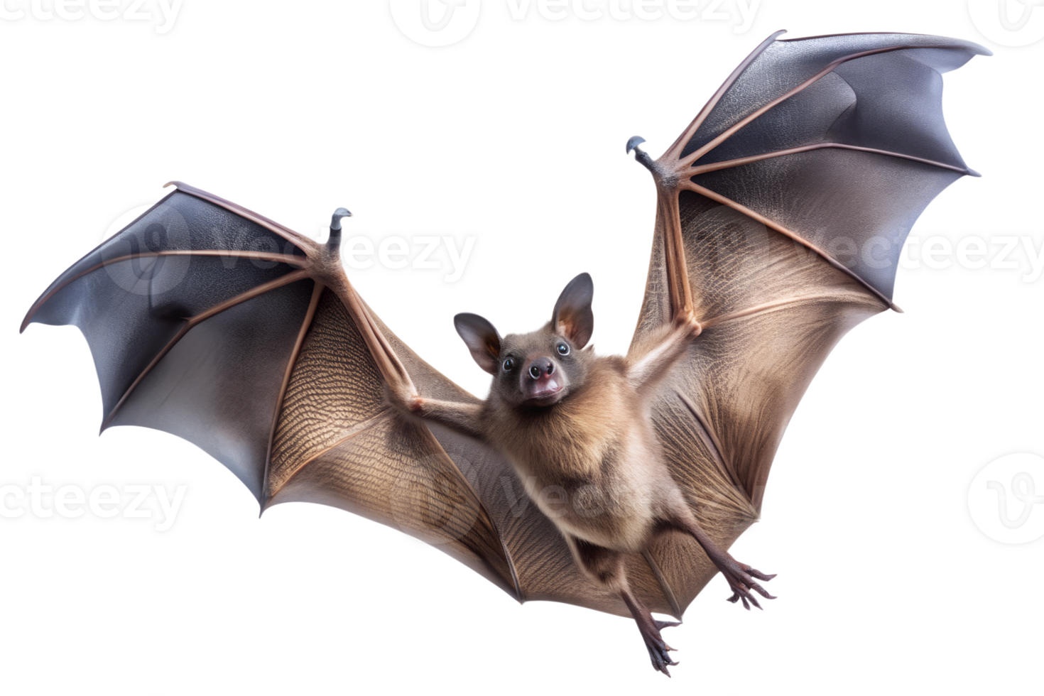 A close up of a flying bat showcasing its wings png