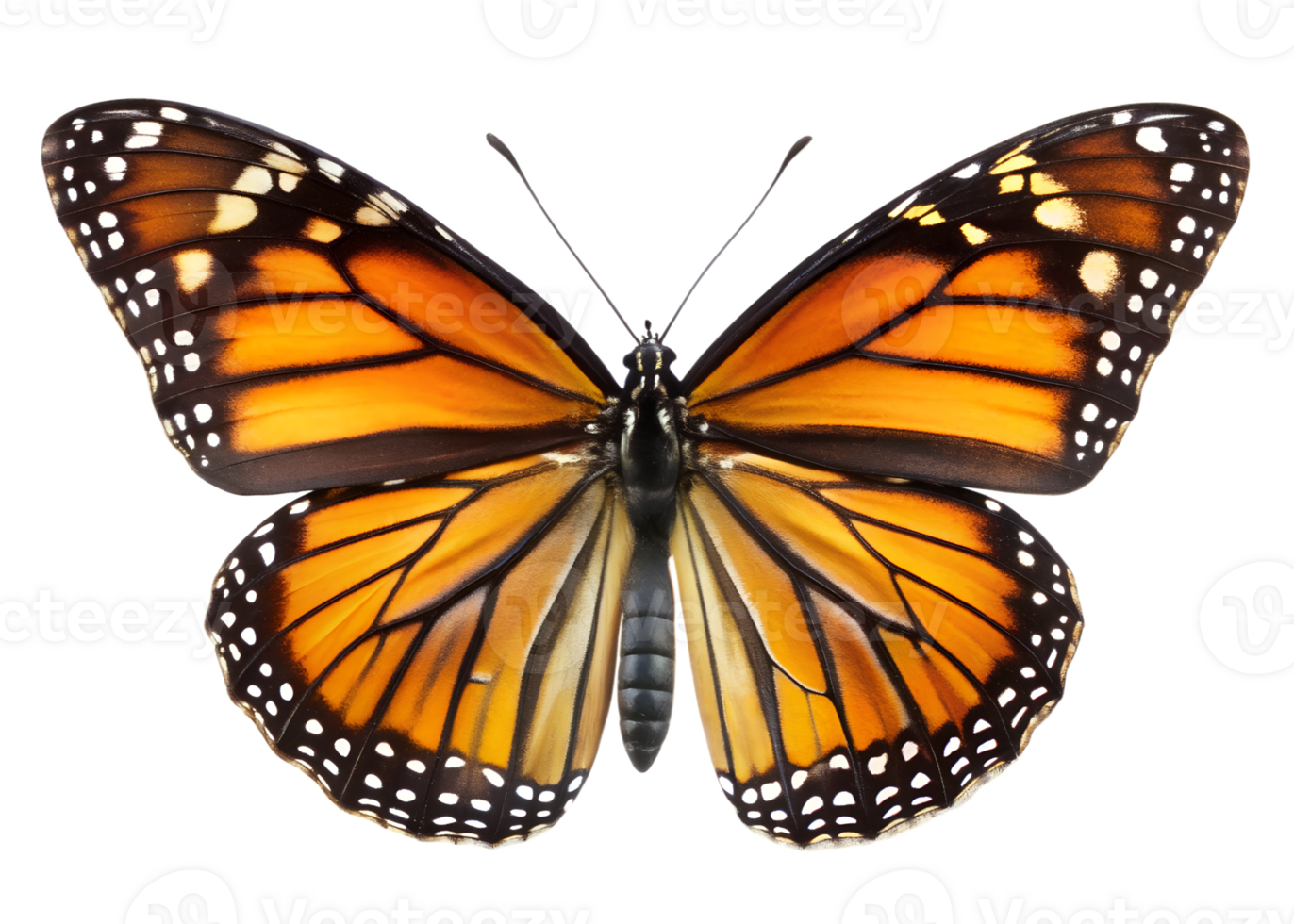 Vibrant monarch butterfly on display png