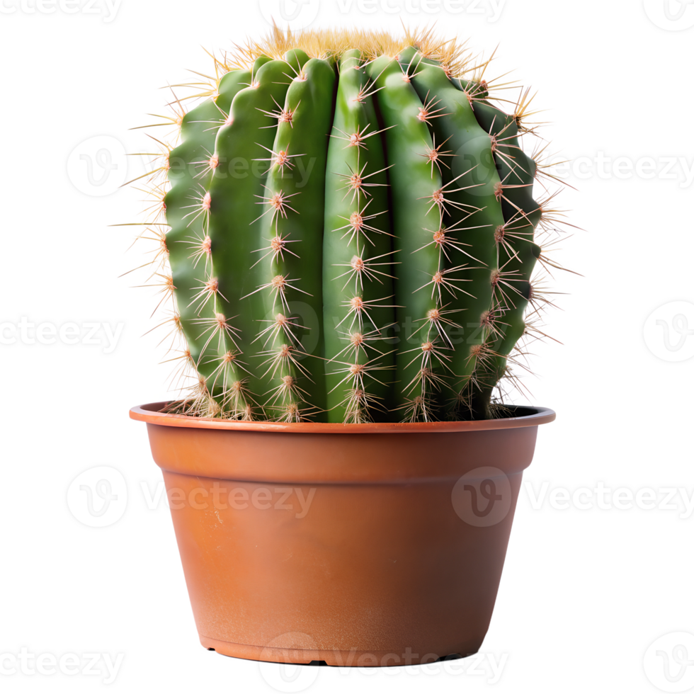 Large green cactus in a simple terracotta pot png