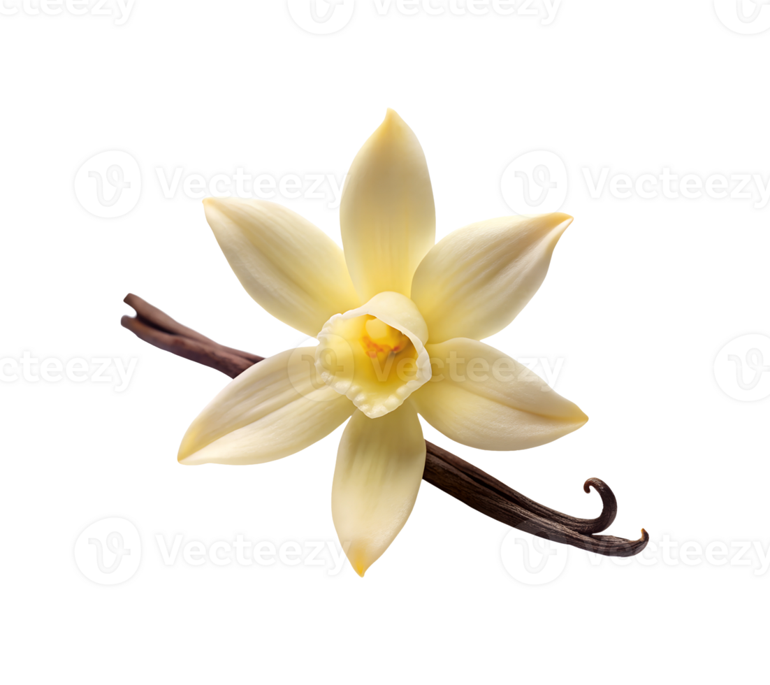 Vanilla flower and pod on a white background png