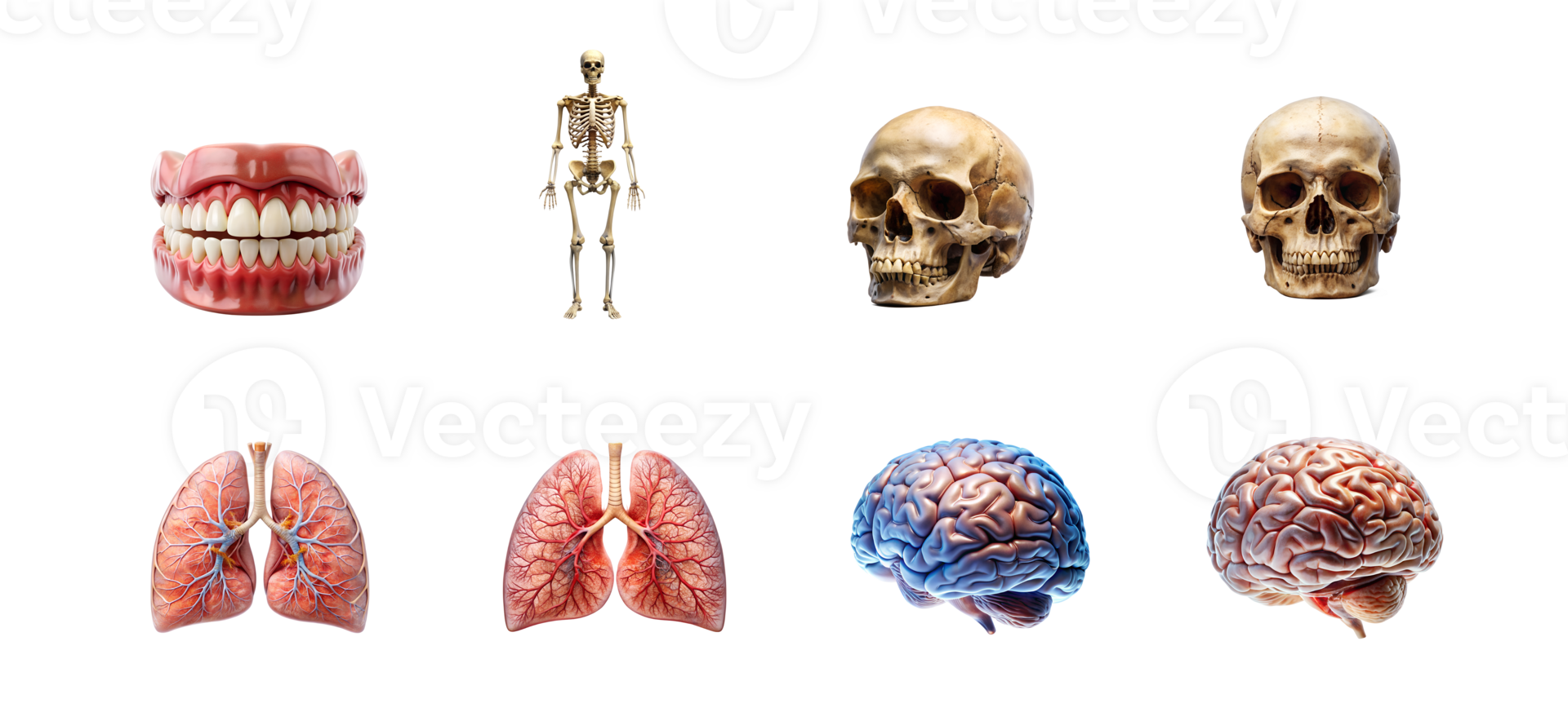 mesa do humano anatomia modelos png