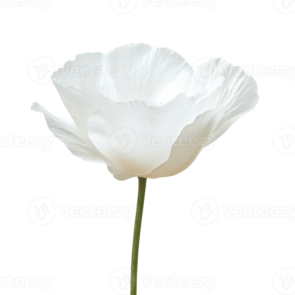 White flower blooming in sunlight png