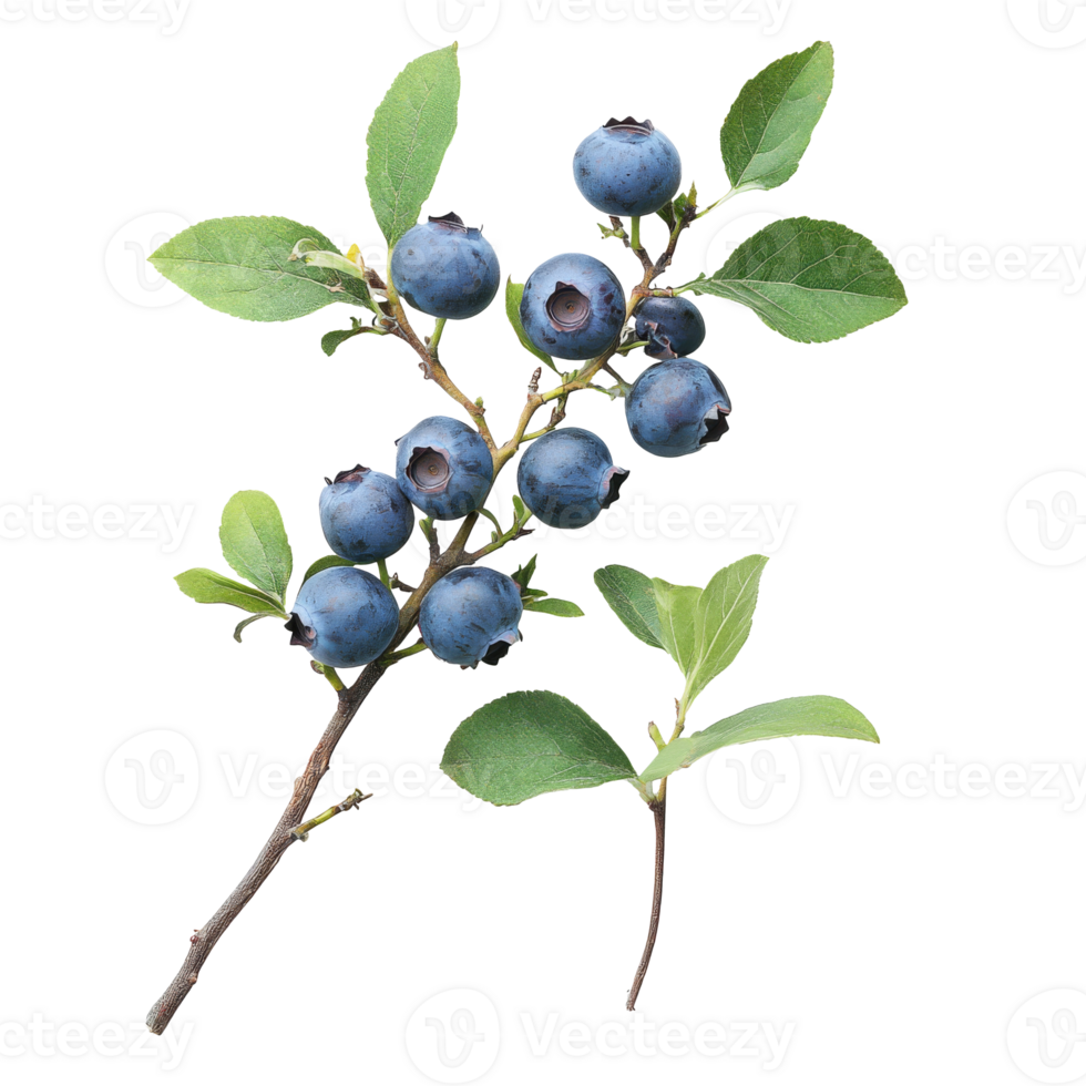 Fresh blueberries on a branch with green leaves png