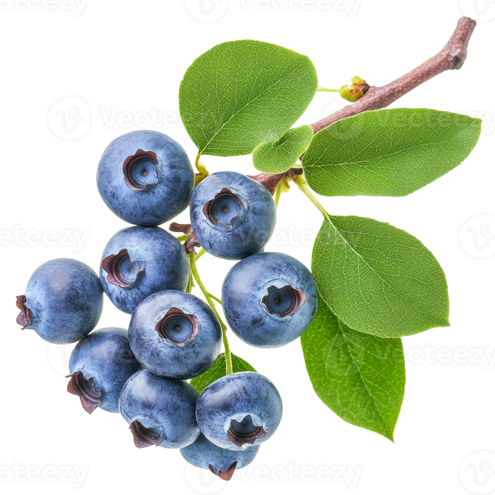 Fresh blueberries on a branch with green leaves png