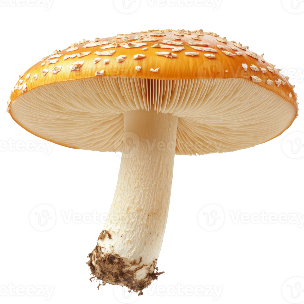 Distinctive orange mushroom with a textured cap png
