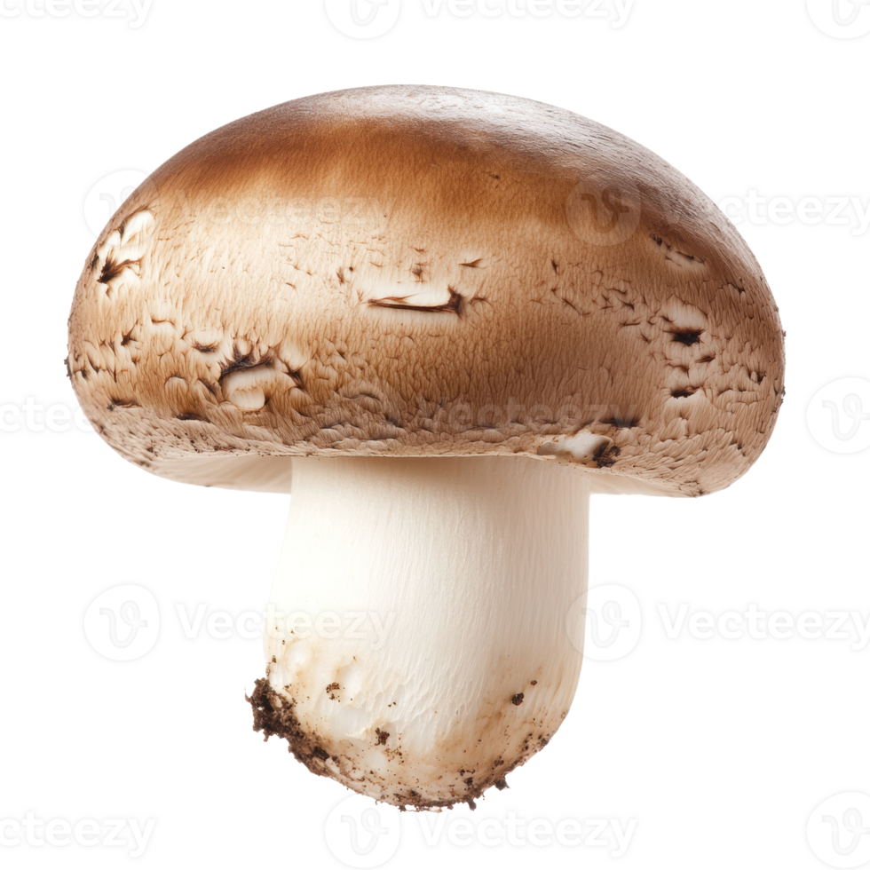 Brown mushroom growing on soil with a smooth cap png