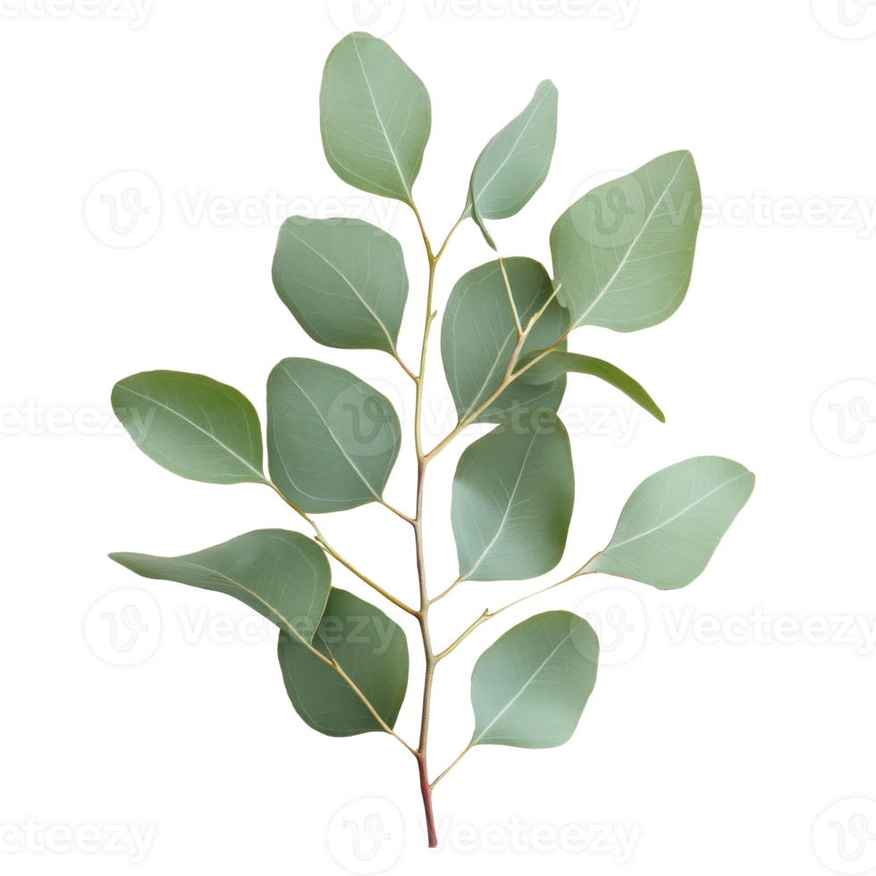 Eucalyptus leaves on white background png
