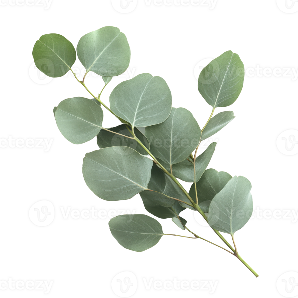 Eucalyptus leaves on white background png