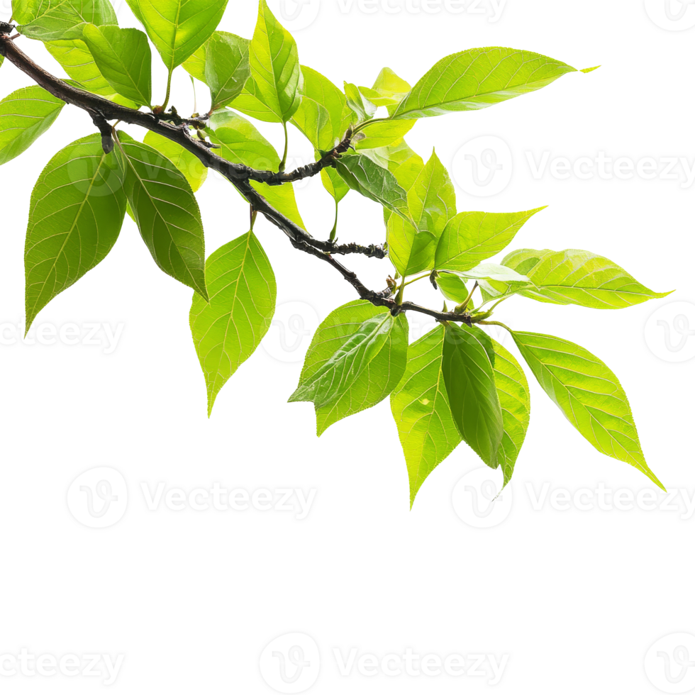 Green leaves on a branch, white backdrop png