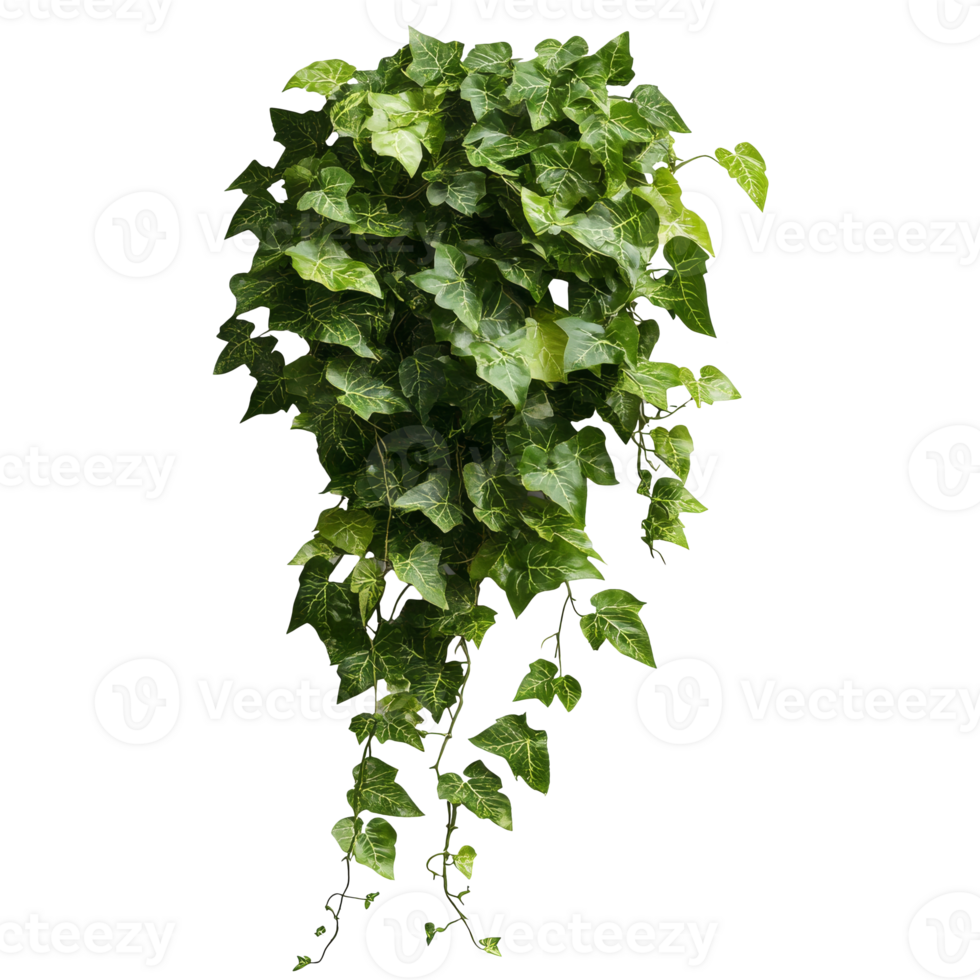 Lush green ivy plant cascading indoors png