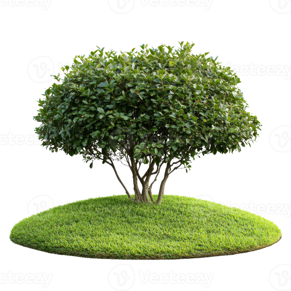 Green shrub on a grassy mound in bright sunlight png
