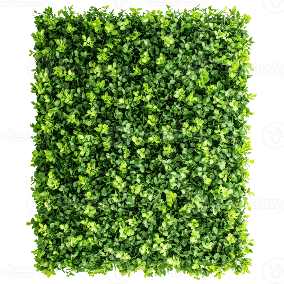 Lush green artificial hedge for indoor decorations png
