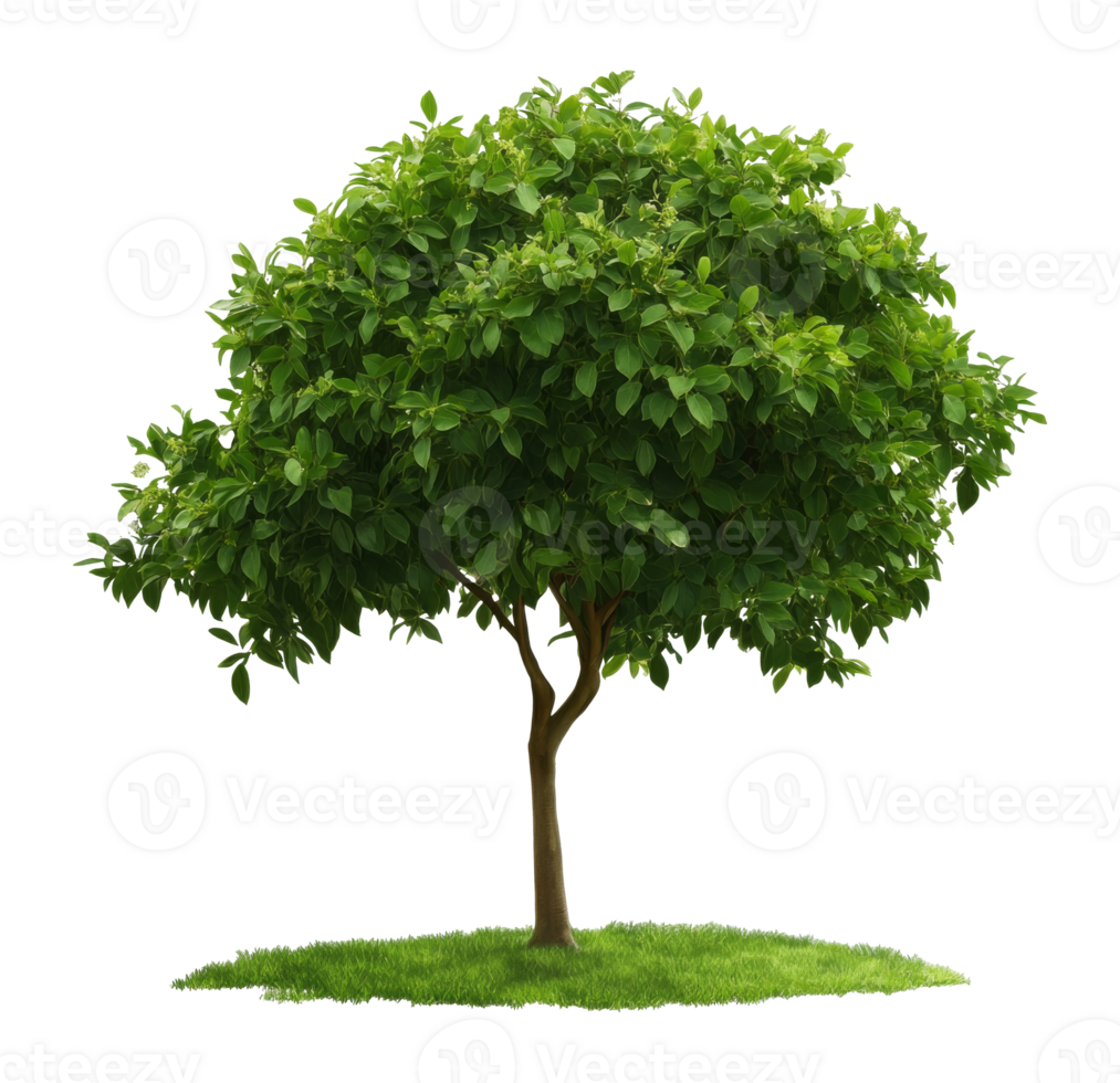 Green tree on sunlit grass png