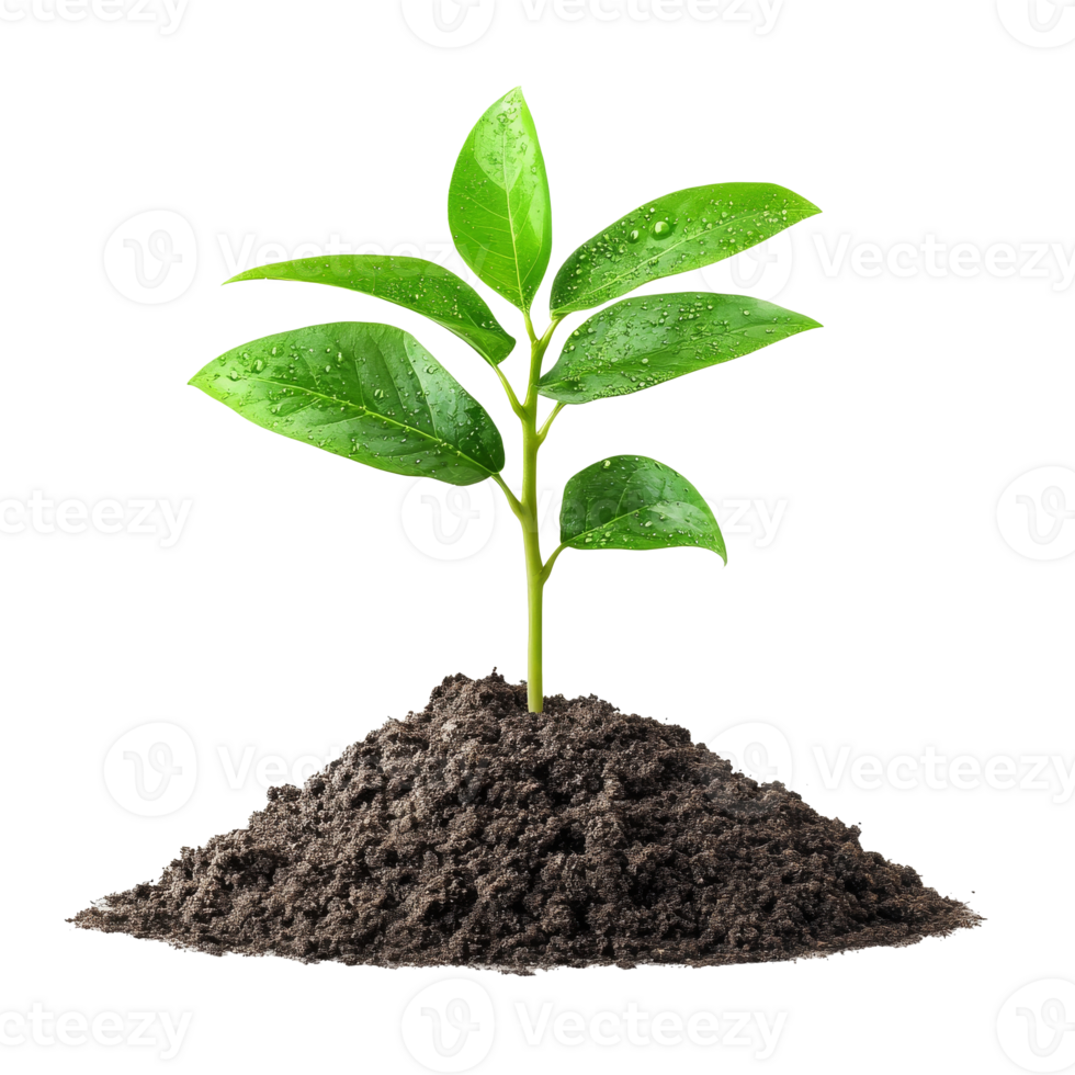 Green seedling emerging in sunlight png