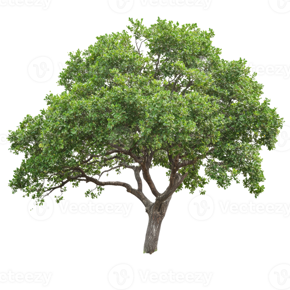 Solo green tree in natures beauty png