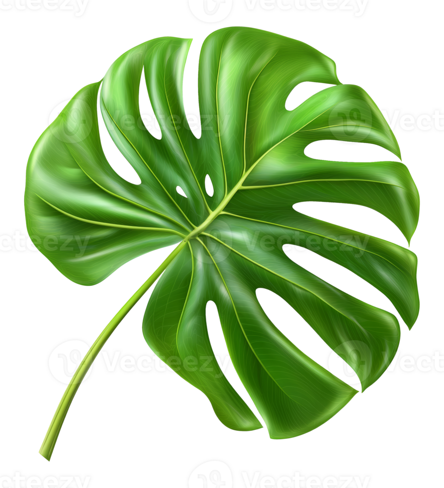 Large green monstera leaf on a clean background png